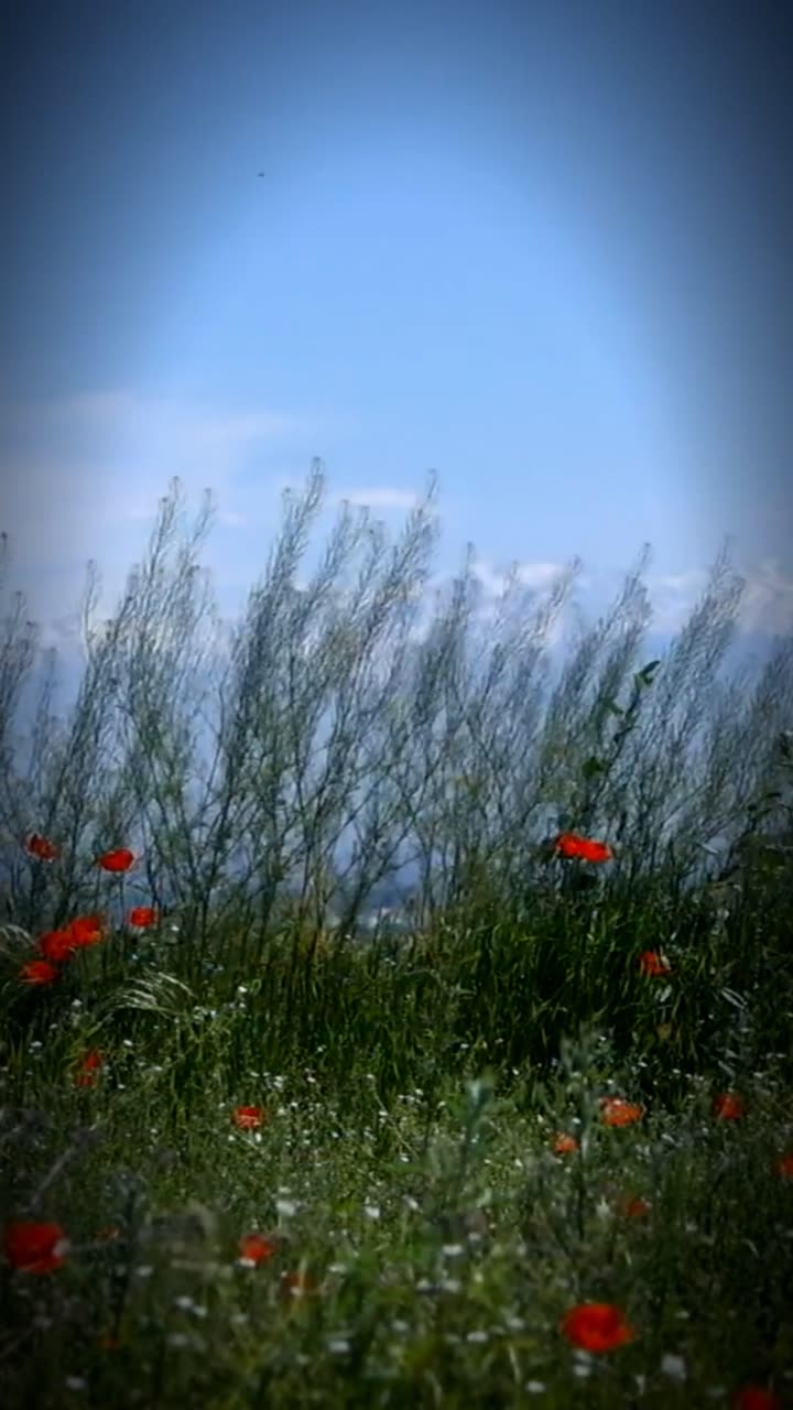 Sunlit fields under open sky